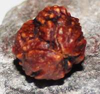 Two mukhi 39- 17x13.4x12